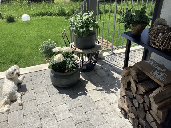 Endlich Sonne, auch 🐶 Endlich Sonne, auch 🐶