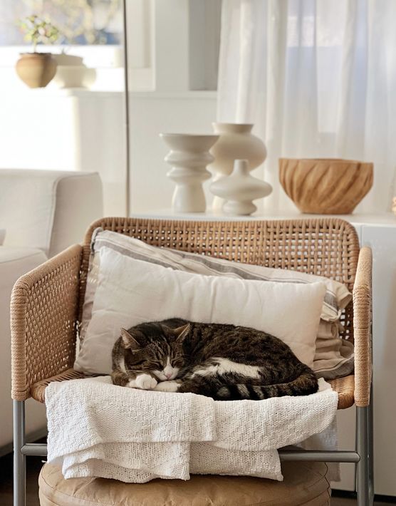 Kater Leo in seinem Kater Leo in seinem