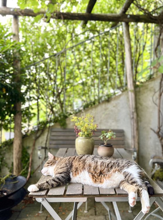 Bild von sibia Bild von sibia