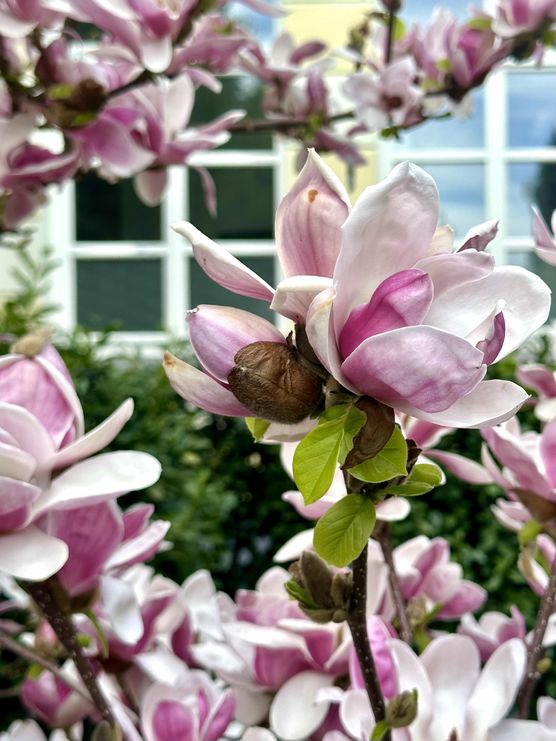 Bild von FlowerTower Bild von FlowerTower