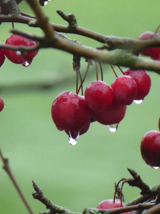 2016 - Januarzieräpfel 2016 - Januarzieräpfel