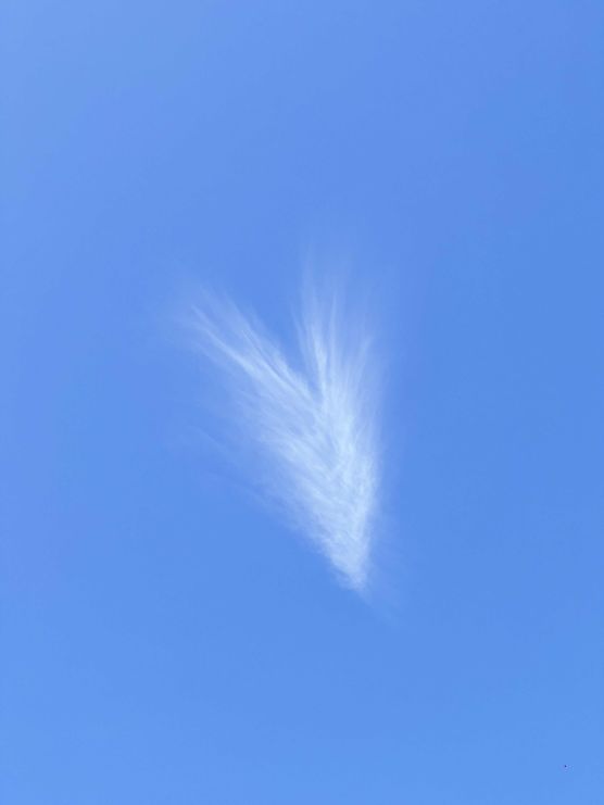 Bild von Mayflower Bild von Mayflower