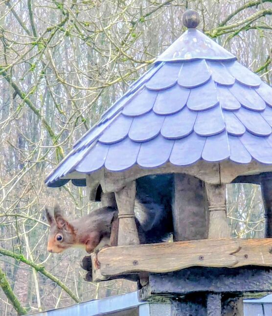 Bild von Sabine Land-Ei Bild von Sabine Land-Ei