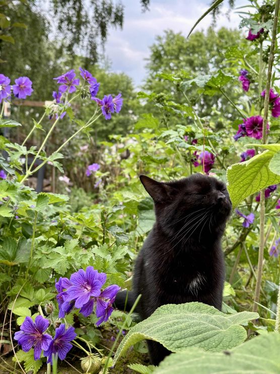 Bild von caku Bild von caku