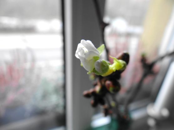 leises Frühlingserwachen ... leises Frühlingserwachen ...