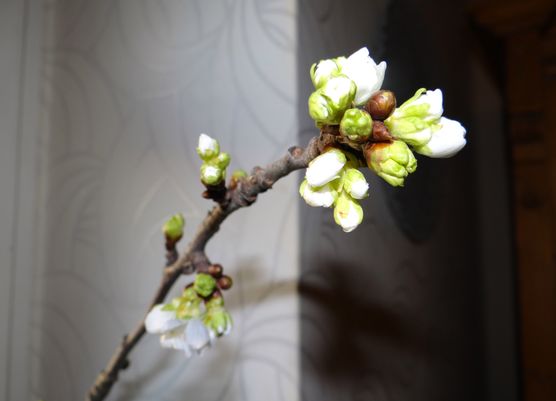 heimischer Frühling heimischer Frühling