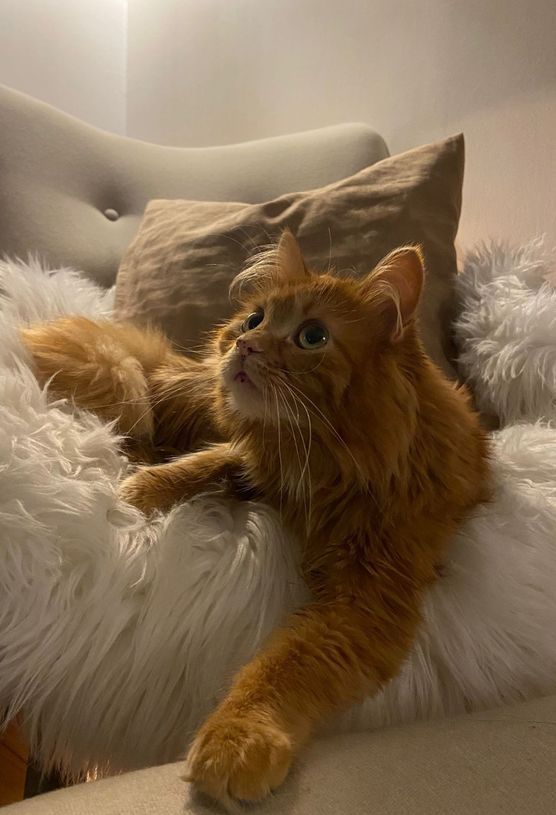 Bild von Tyrol-love Bild von Tyrol-love