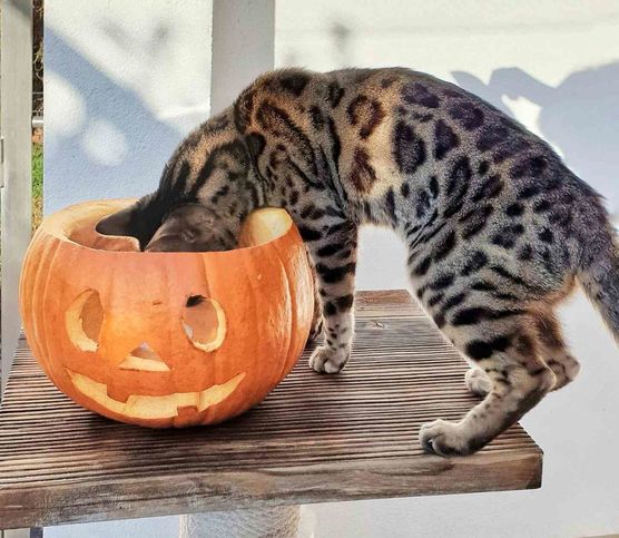 Bild von Bengalcat Bild von Bengalcat