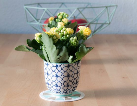 Let the Spring begin II Let the Spring begin II