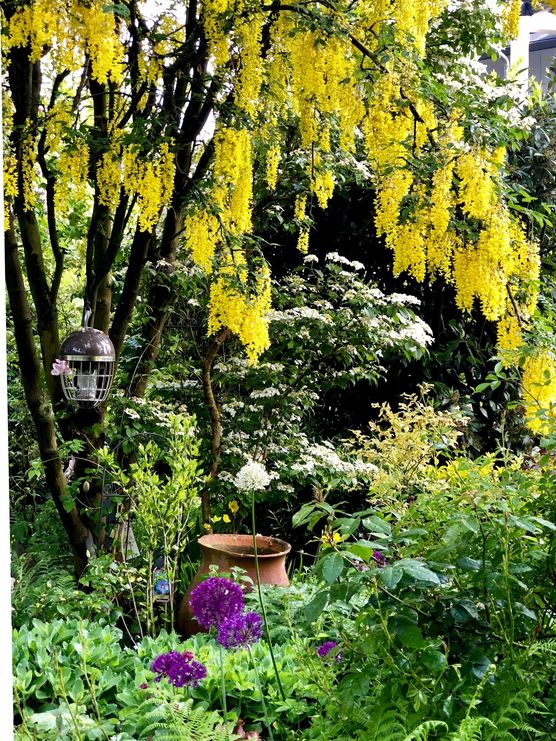 Gelbes Leuchtfeuer im Frühlings-Garten Gelbes Leuchtfeuer im Frühlings-Garten