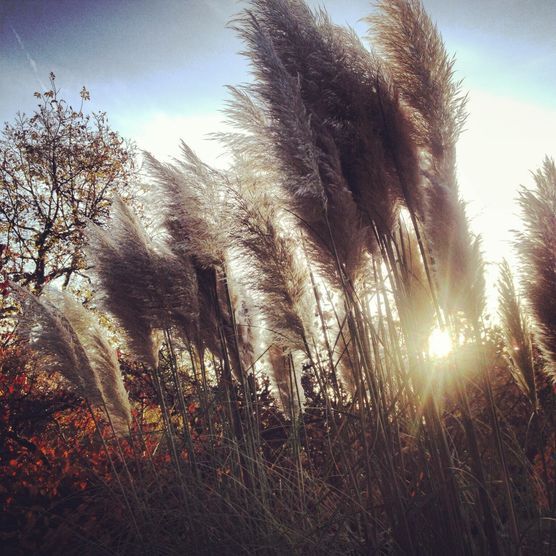 Eingefangenes Sonnenlicht zum Frühlingsanfang Eingefangenes Sonnenlicht zum Frühlingsanfang