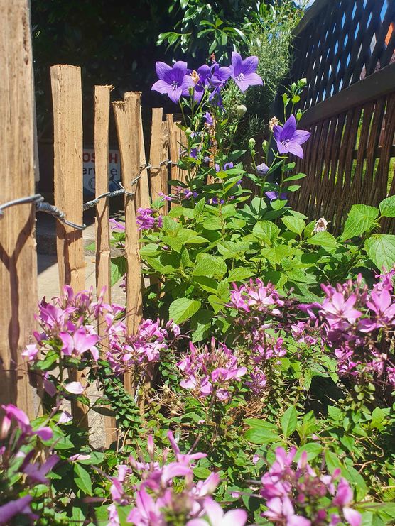 Bild von lichtblau Bild von lichtblau