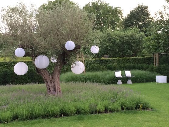 LED Lampions im Olivenbaum LED Lampions im Olivenbaum