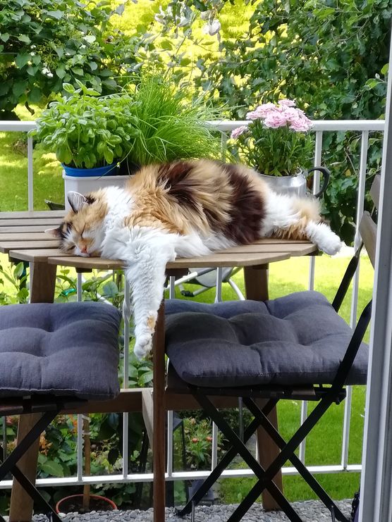 Nein, ich bin nicht Nein, ich bin nicht