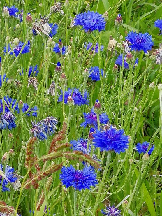 Dieses Blau haut mich Dieses Blau haut mich