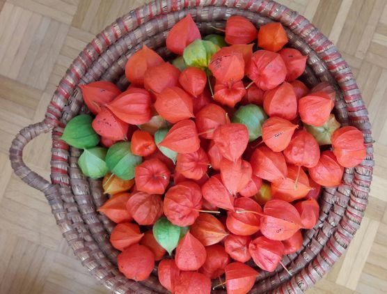 Farben sammeln für den Winter Farben sammeln für den Winter