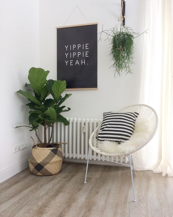 Geigenfeige Geigenfeige