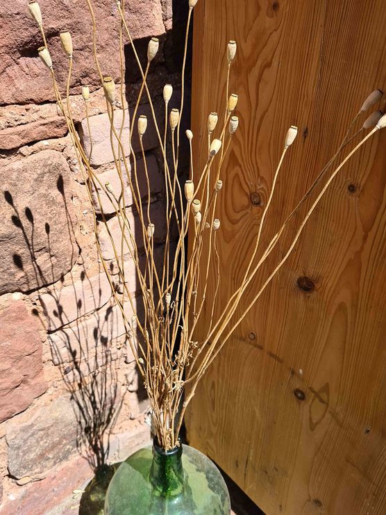 Bild von AlmaPeanut Bild von AlmaPeanut