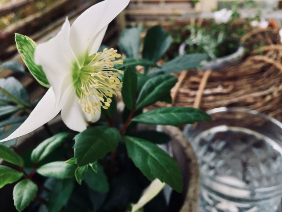 Christrose Christrose