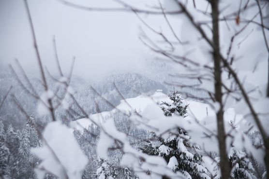 Mein Winter-Märchen-Nebel-Wald Mein Winter-Märchen-Nebel-Wald