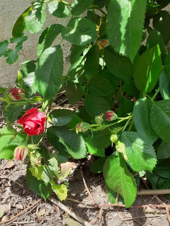 Bild von Mineausz Bild von Mineausz