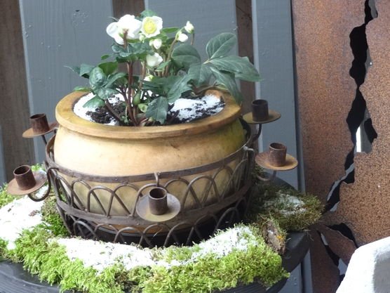 Christrose Christrose