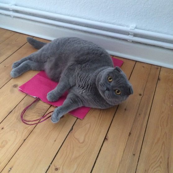 ...mein Mitbewohner. ...mein Mitbewohner.