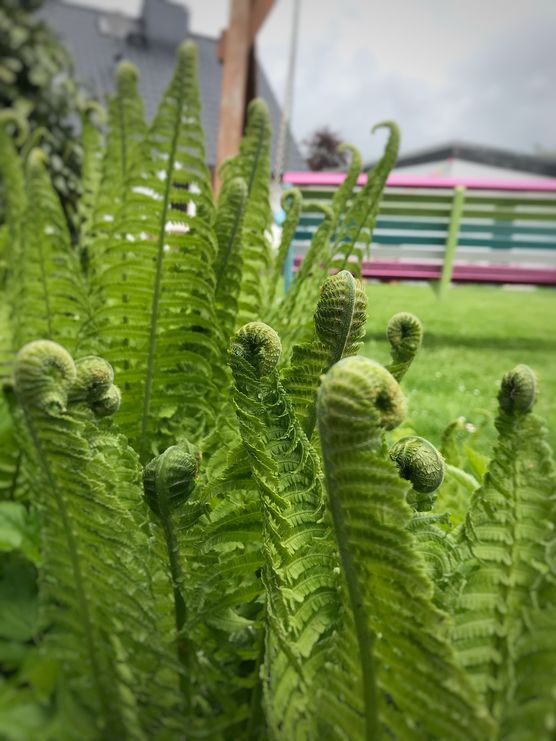 Unsere Farn-Ecke im Garten Unsere Farn-Ecke im Garten