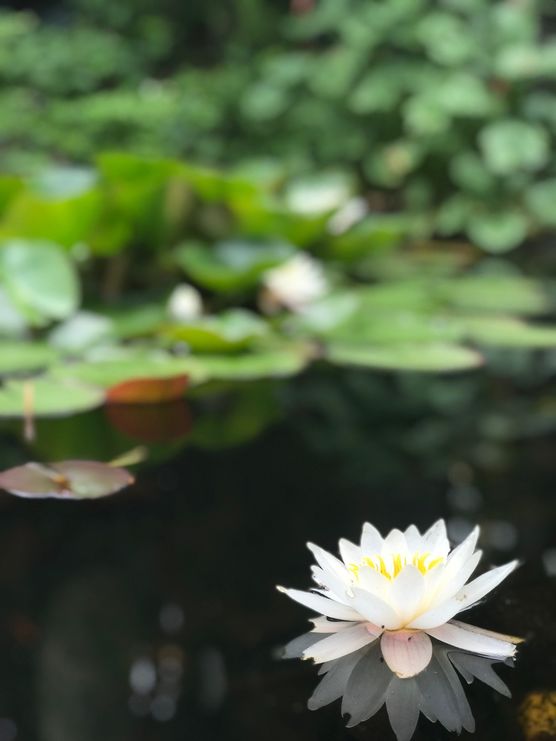 Eine Rose ist eine Eine Rose ist eine