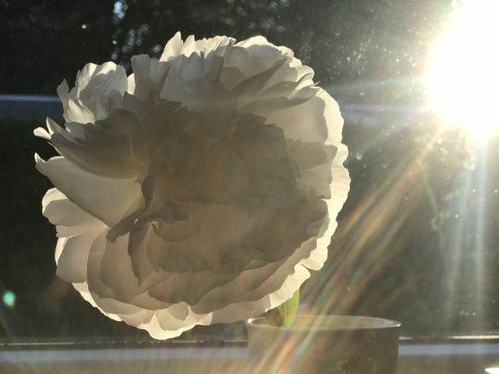 Transparente Schönheit kurz vorm Transparente Schönheit kurz vorm