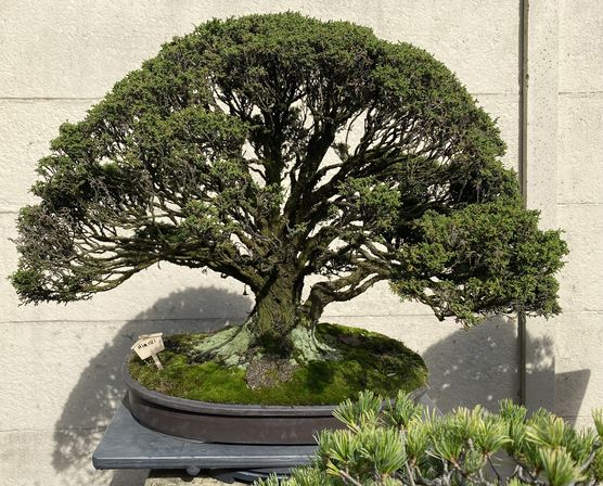 Gesehen im Bonsai Park. Gesehen im Bonsai Park.