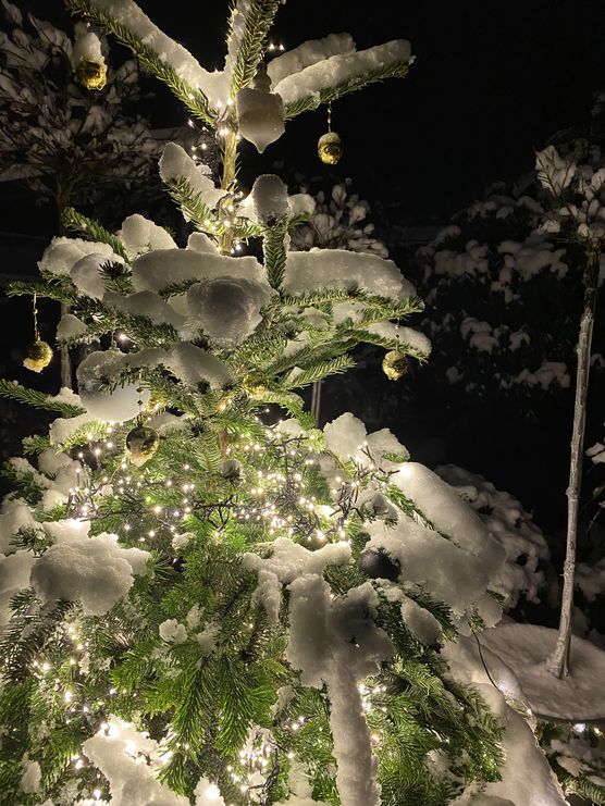 Wenn man den Weihnachtsbaum Wenn man den Weihnachtsbaum