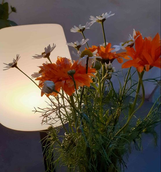 Bild von sajuma Bild von sajuma