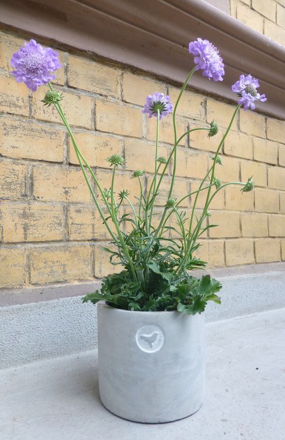 Piepmatztopf Piepmatztopf