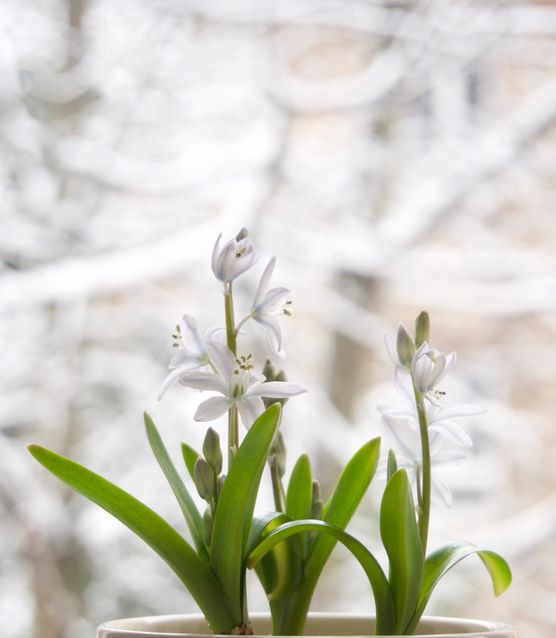 Milchstern Milchstern