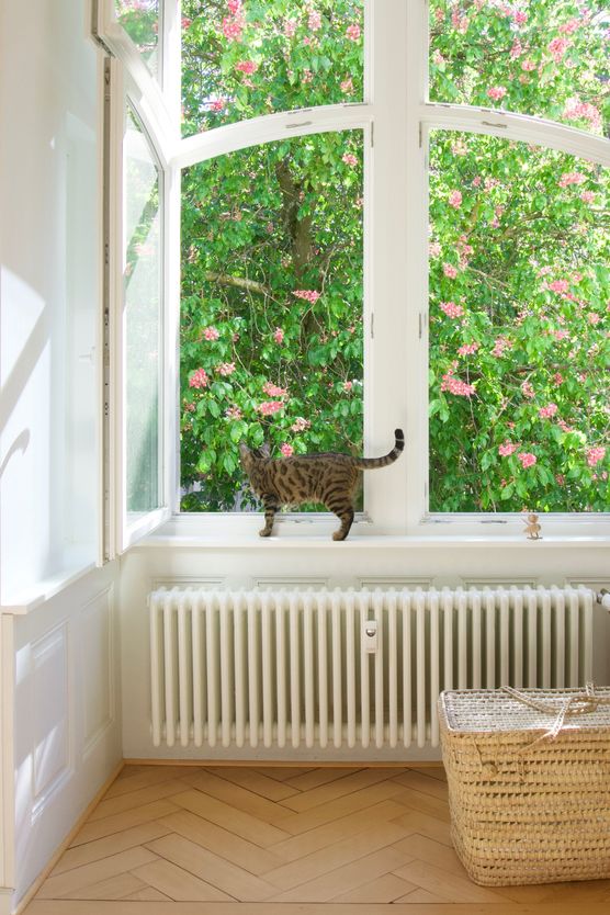 Der Kastanienbaum vor unserem Der Kastanienbaum vor unserem