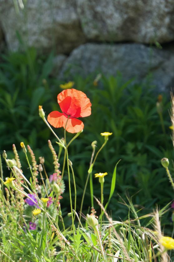 Eine Mohnblume im Wind. Eine Mohnblume im Wind.
