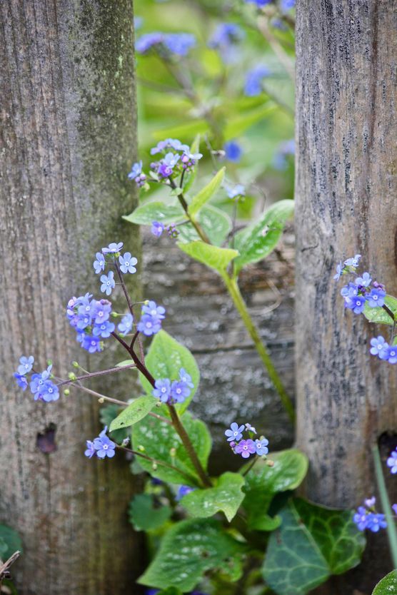 Frühlingsgruß vom Gartenzaun Frühlingsgruß vom Gartenzaun