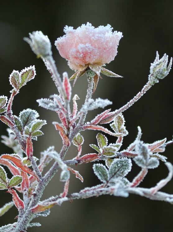 Zauberfrost. Impressionen aus meinem Zauberfrost. Impressionen aus meinem