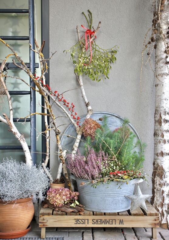 Der Mistelzweig hat Tradition
ihn Der Mistelzweig hat Tradition
ihn