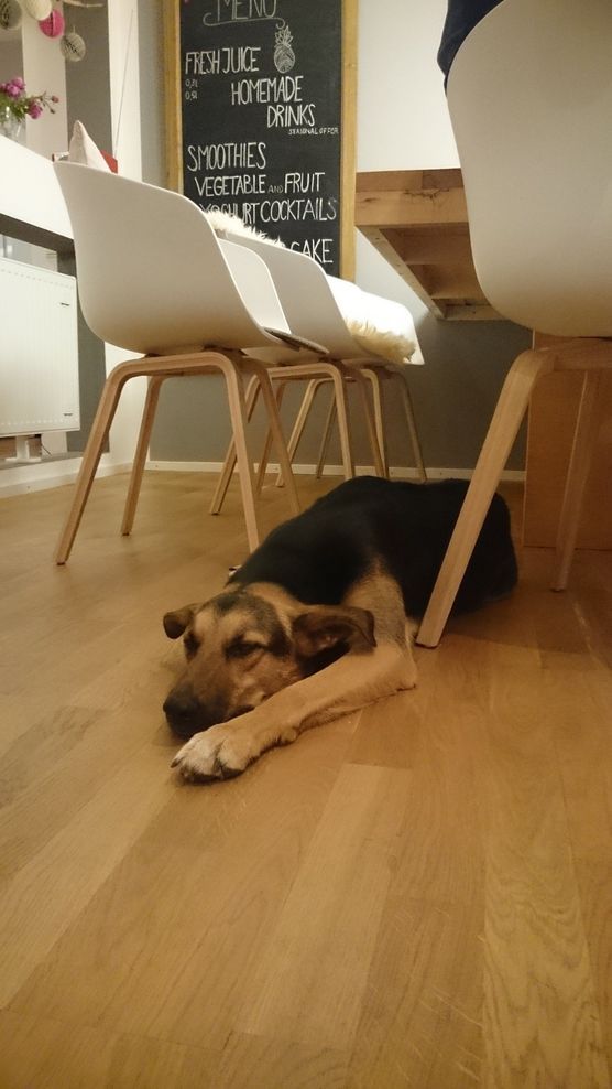 Hoher Besuch Hoher Besuch