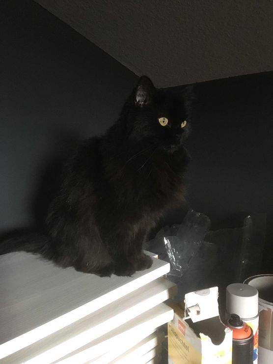 Bild von Living Dodo Bild von Living Dodo