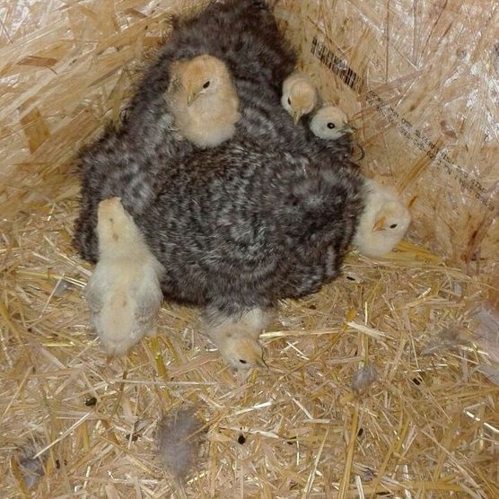 Die Kueken sind da.... Die Kueken sind da....