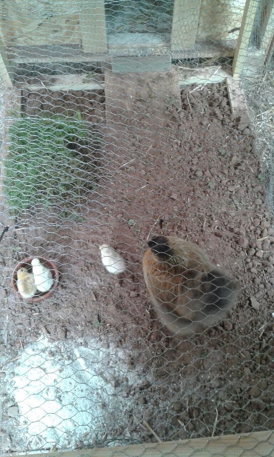 Noch mehr KUEKEN....... Noch mehr KUEKEN.......