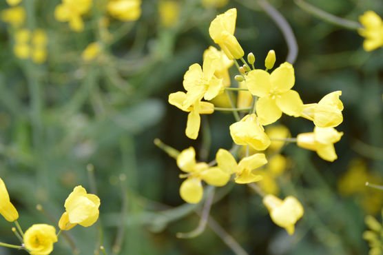 Rapsrapsraps Rapsrapsraps