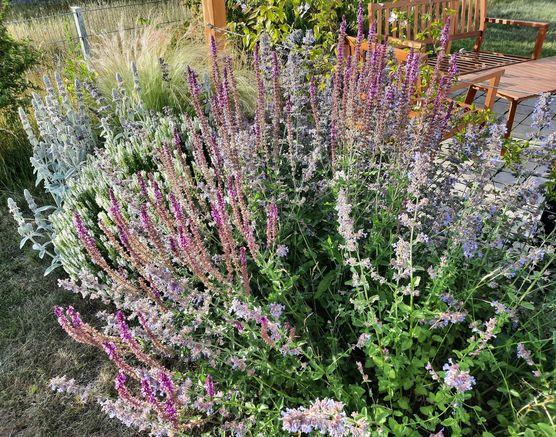 Bild von mondenblume Bild von mondenblume