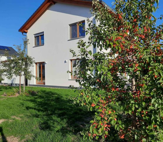 Bild von mondenblume Bild von mondenblume