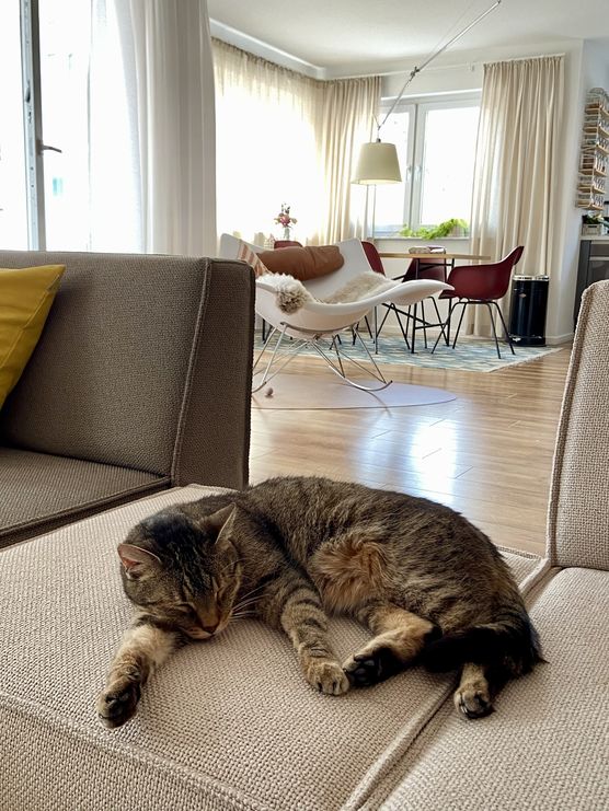 Der Kater in seinem Der Kater in seinem