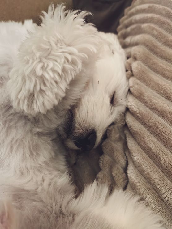 Wenn der Hund sich Wenn der Hund sich