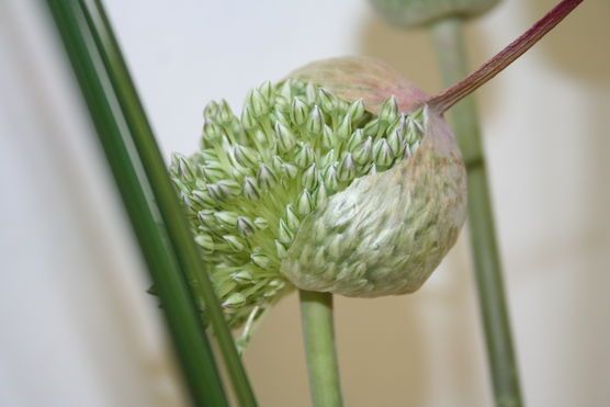 ... ein Wunder ... ... ein Wunder ...